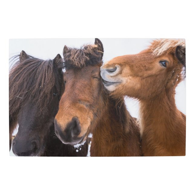 Icelandic Horse Friends, Iceland Metal Print (Front)