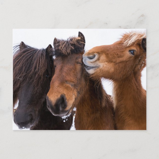 Icelandic Horse friends, Iceland Postcard (Front)