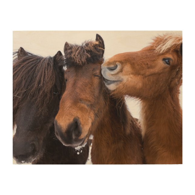 Icelandic Horse Friends, Iceland Wood Wall Art (Front)