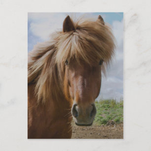 Icelandic Horse III Postcard
