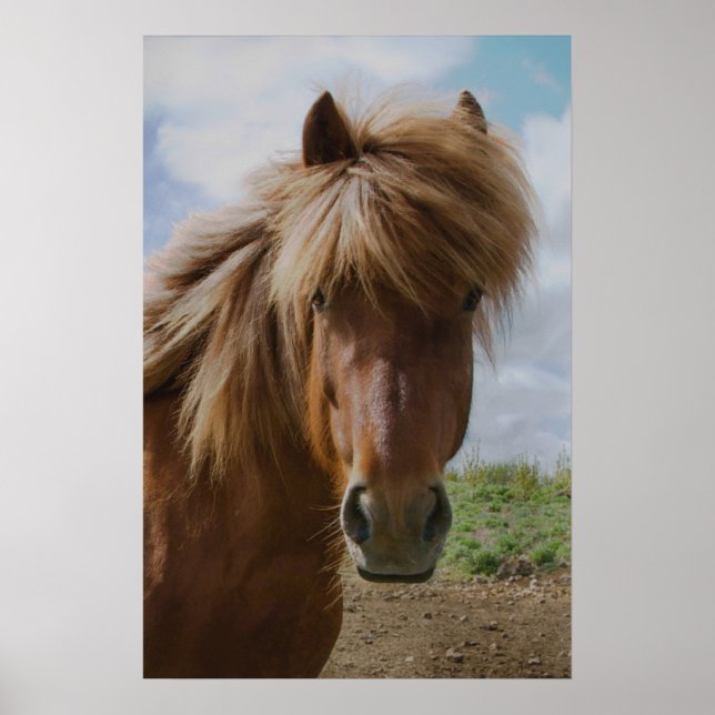 Icelandic Horse III Poster (Front)
