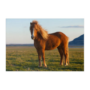 Icelandic Horse in Sunset Light Acrylic Print