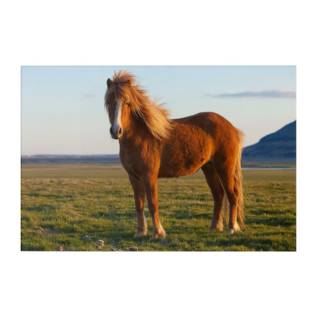 Icelandic Horse in Sunset Light Acrylic Print (Front)
