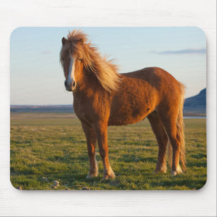Icelandic Horse in Sunset Light Mouse Pad