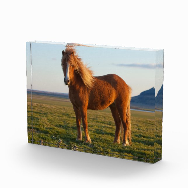 Icelandic Horse in Sunset Light Photo Block (Right)