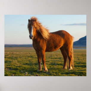 Icelandic Horse in Sunset Light Poster