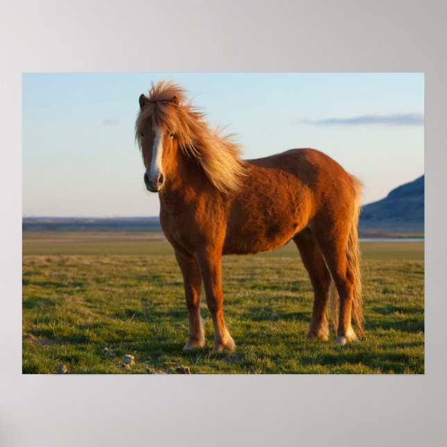 Icelandic Horse in Sunset Light Poster (Front)