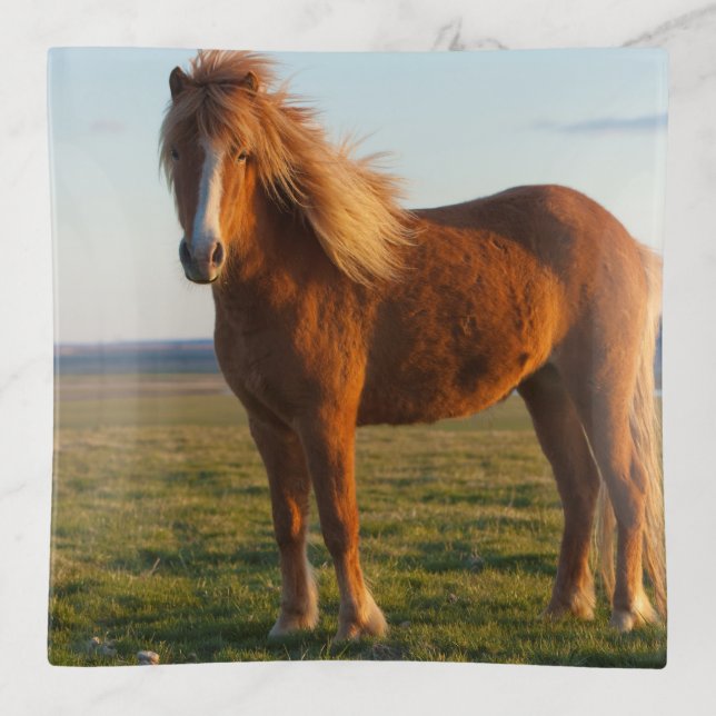 Icelandic Horse in Sunset Light Trinket Tray (Front)