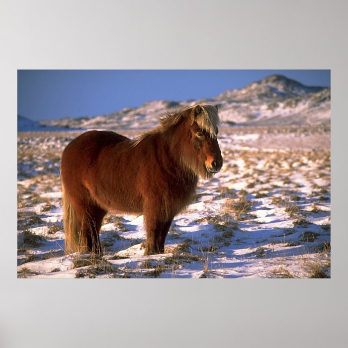 Icelandic Horse In Winter Posters