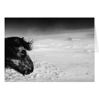 Icelandic horse in winter wilderness cards