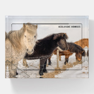 Icelandic Horse Paperweight