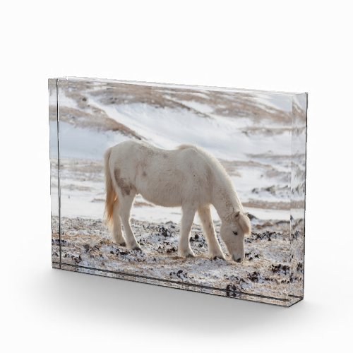 Icelandic Horse Photo Block