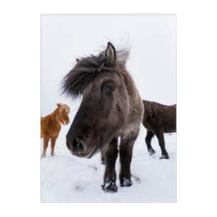 Icelandic Horse portrait, Iceland Acrylic Print
