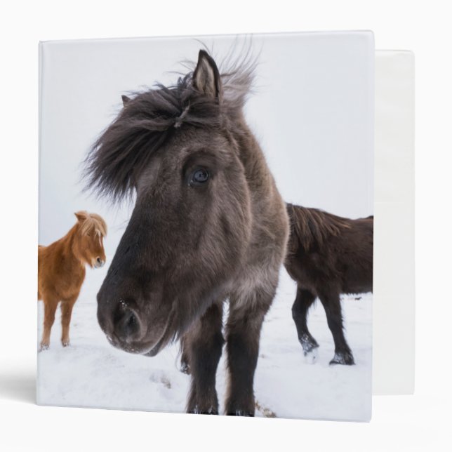 Icelandic Horse portrait, Iceland Binder (Front/Inside)