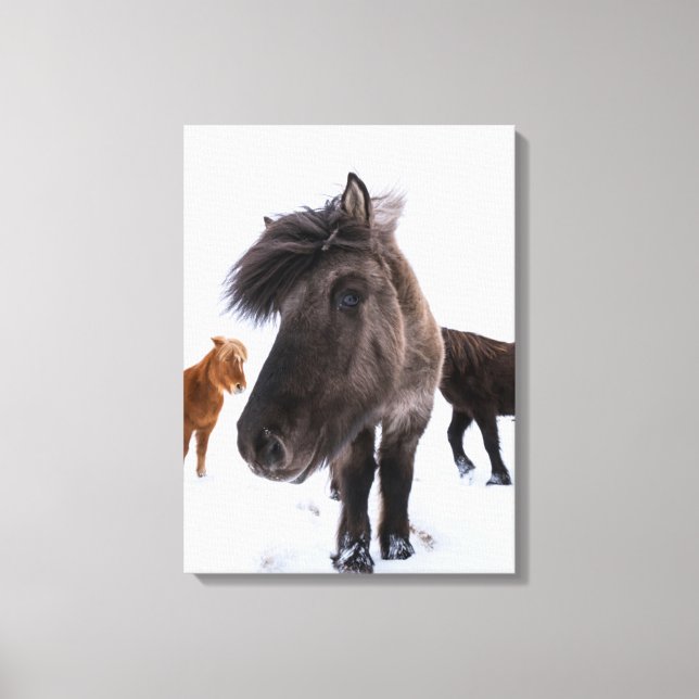 Icelandic Horse portrait, Iceland Canvas Print (Front)