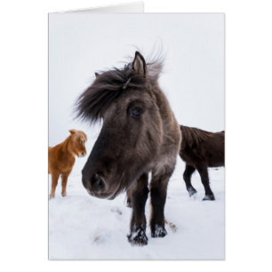 Icelandic Horse portrait, Iceland Cards