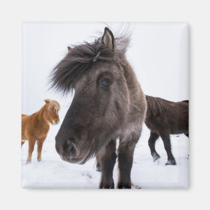 Icelandic Horse portrait, Iceland Magnet