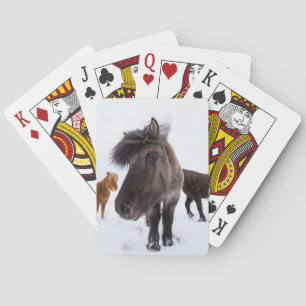 Icelandic Horse portrait, Iceland Poker Cards