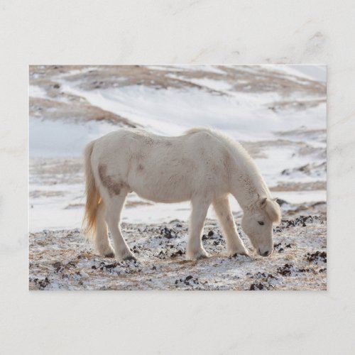 Icelandic Horse Postcard