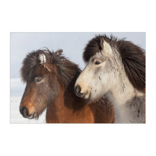 Icelandic Horse profile, Iceland Acrylic Print