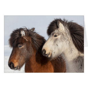Icelandic Horse profile, Iceland Cards