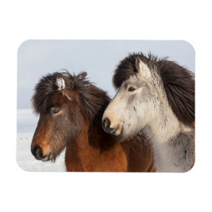 Icelandic Horse profile, Iceland Magnet