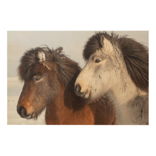 Icelandic Horse profile, Iceland Wood Wall Art