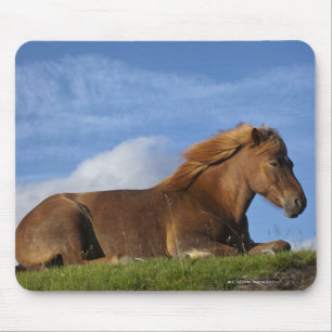 Icelandic horse resting and sky mouse pad