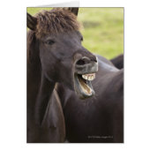 Icelandic horse with funny expression (Front)