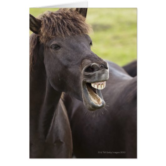 Icelandic horse with funny expression (Front)