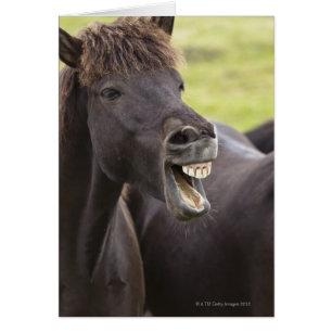 Icelandic horse with funny expression cards