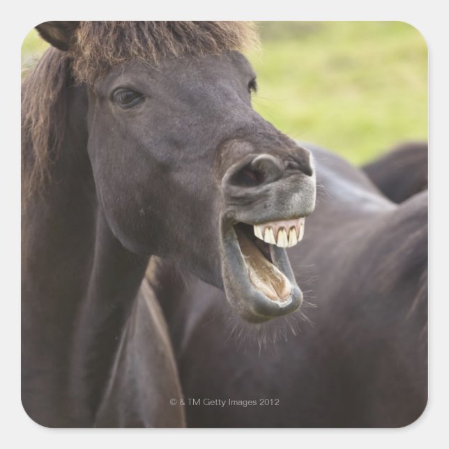 Icelandic horse with funny expression square sticker (Front)