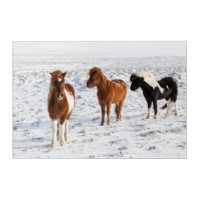 Icelandic Horse with Typical Winter Coat