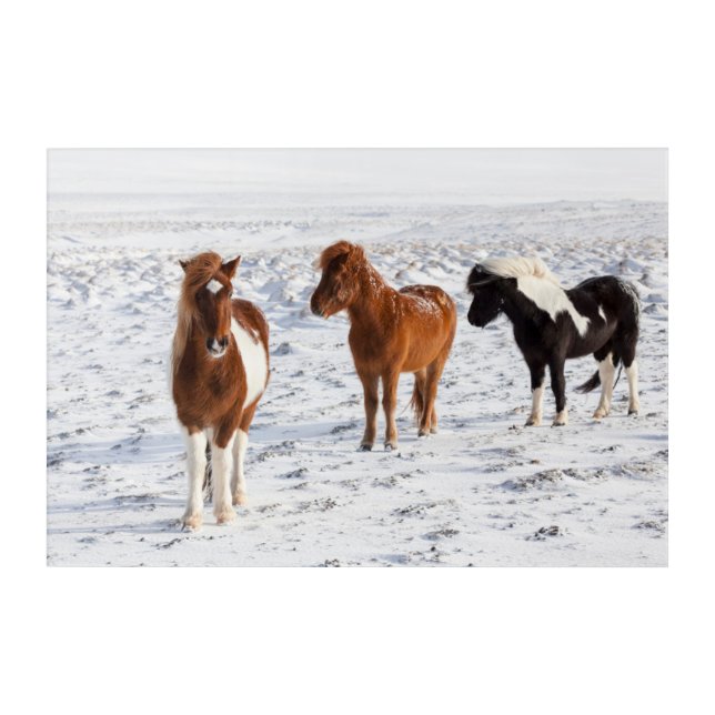 Icelandic Horse with Typical Winter Coat Acrylic Print (Front)
