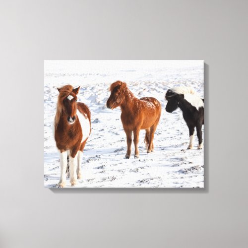 Icelandic Horse with Typical Winter Coat Canvas Print