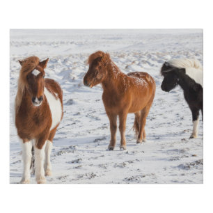 Icelandic Horse with Typical Winter Coat Faux Canvas Print