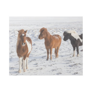 Icelandic Horse with Typical Winter Coat Gallery Wrap