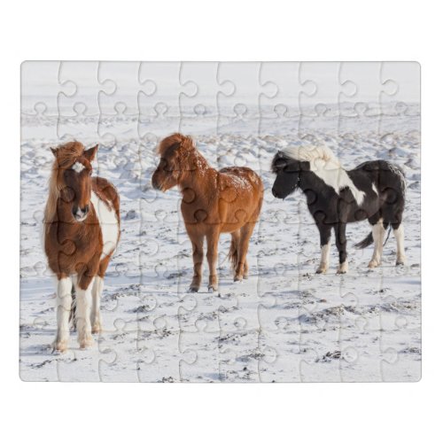 Icelandic Horse with Typical Winter Coat Jigsaw Puzzle