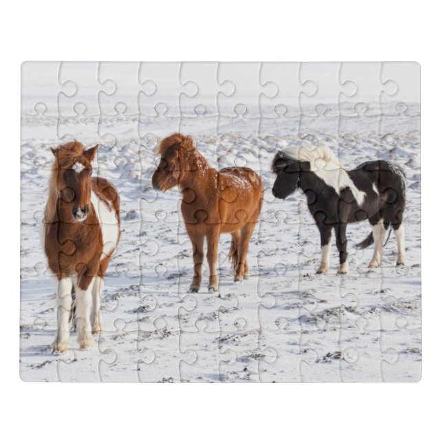 Icelandic Horse with Typical Winter Coat Jigsaw Puzzle (Puzzle Horizontal)