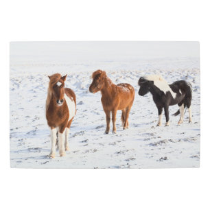 Icelandic Horse with Typical Winter Coat Metal Print