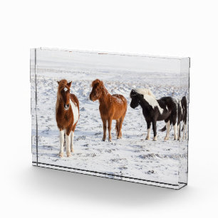 Icelandic Horse with Typical Winter Coat Photo Block