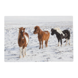Icelandic Horse with Typical Winter Coat Placemat