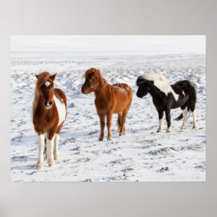 Icelandic Horse with Typical Winter Coat Poster