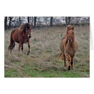 Icelandic horses cards