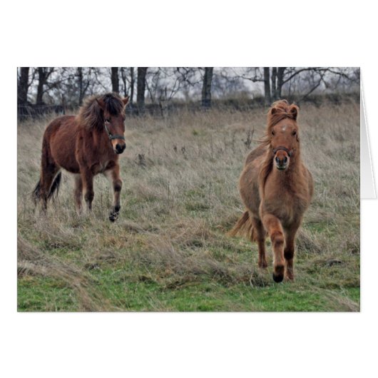 Icelandic horses cards (Front Horizontal)
