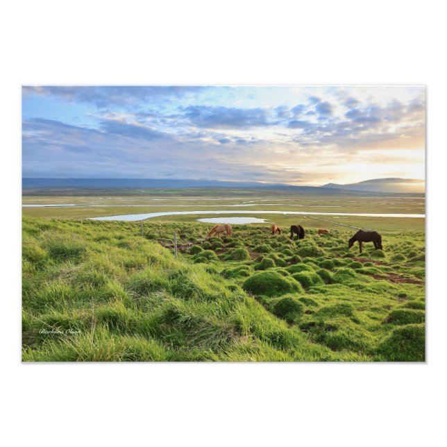 Icelandic horses; country scene photo print (Front)