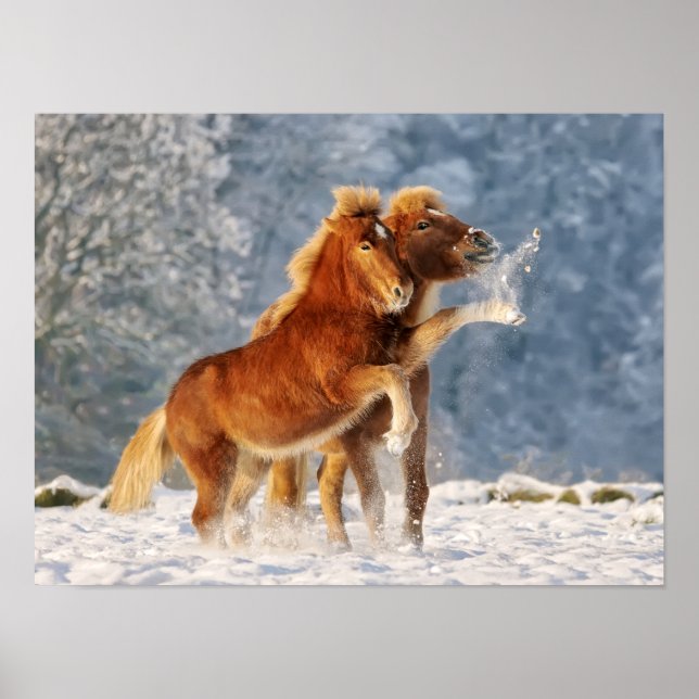 Icelandic Horses Foal Playing in Snow Funny Photo Poster (Front)