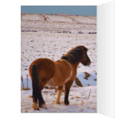 Icelandic Horses Galore (Inside (Left))