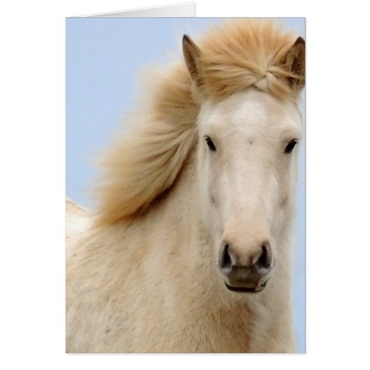 Icelandic Horses Galore (Front)