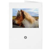 Icelandic Horses Galore Cards (Back)